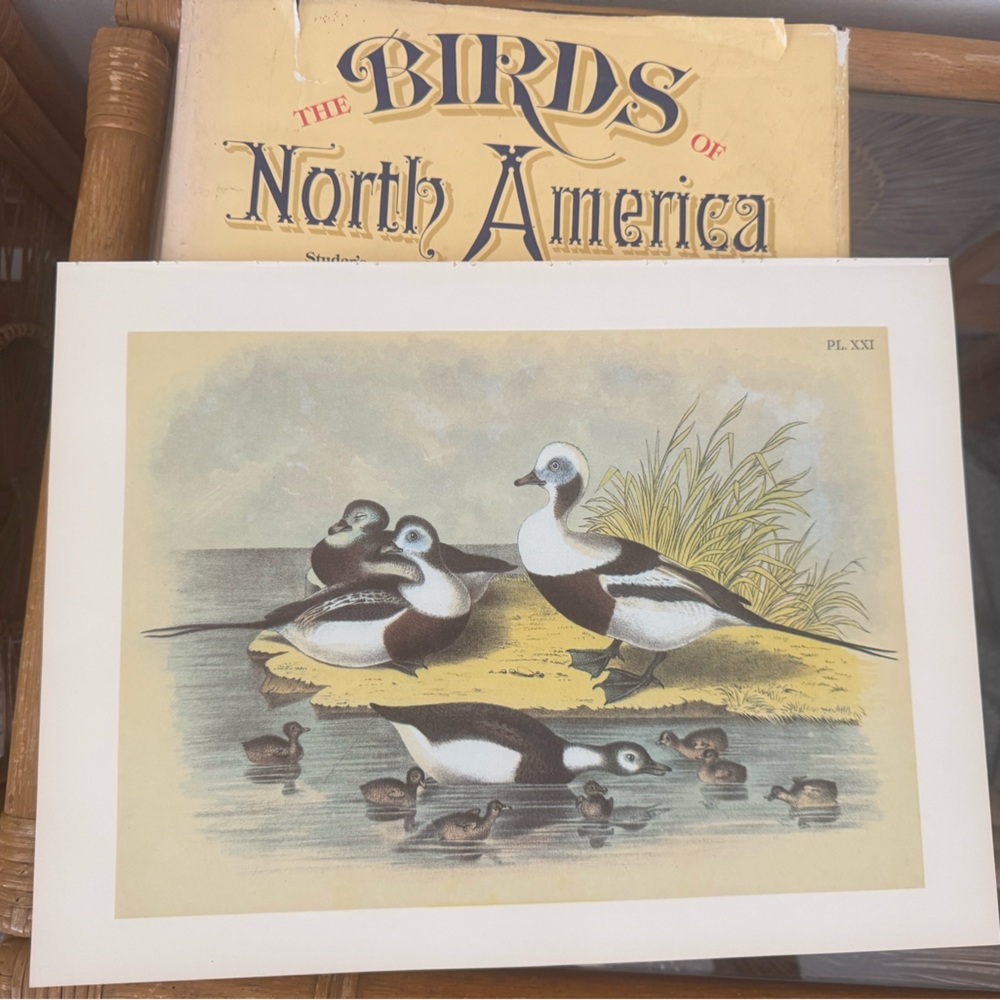 Vintage Duck Ornithological Botanical Print 🌿

Approximately 11 1/4” x 14 1/2”